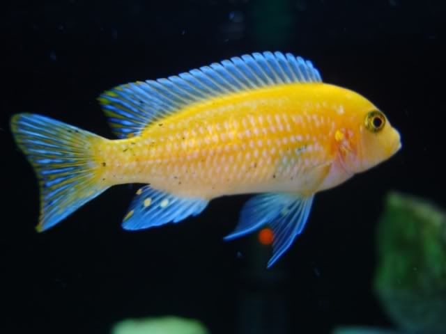 dwarf-cichlid-apistogramma-black-spot-disease-stock-photo-2195573093